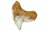 Fossil Tiger Shark Tooth (Galeocerdo) - Angola #259462-1